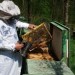 apicultori bacau